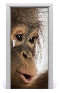 Naklejka samoprzylepna na drzwi Młody orangutan