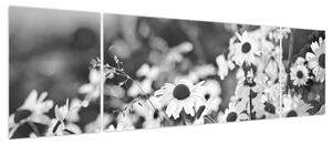 Obraz - Stokrotki (170x50 cm)