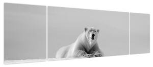 Obraz - Niedźwiedź polarny (170x50 cm)