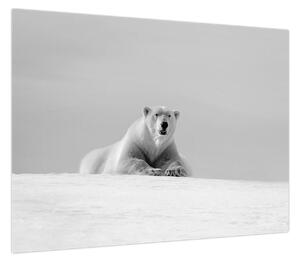 Obraz - Niedźwiedź polarny (70x50 cm)
