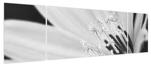 Obraz - Czarno-biały kwiat (170x50 cm)