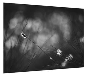 Obraz - Trawa łąkowa (70x50 cm)