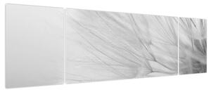 Obraz - Mniszek lekarski (170x50 cm)