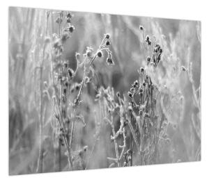 Obraz - Dzika łąka (70x50 cm)