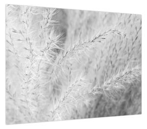 Obraz - Trawa pampasowa N⁰1 (70x50 cm)