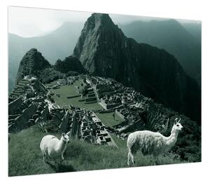 Obraz - Lamy w Machu Picchu w Peru (70x50 cm)