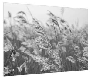 Obraz - Trawa na wietrze (70x50 cm)