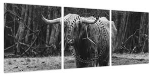 Obraz - Szkocka krowa (z zegarem) (90x30 cm)