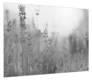 Obraz - Lawenda (70x50 cm)