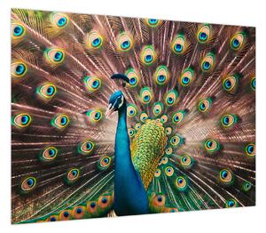Obraz - Paw (70x50 cm)