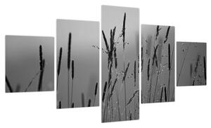 Obraz - źdźbła trawy (125x70 cm)