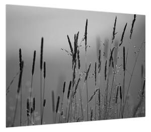 Obraz - źdźbła trawy (70x50 cm)
