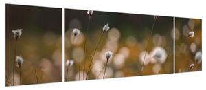 Obraz - Łąka z trawą bawełnianą N⁰2 (170x50 cm)