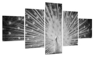 Obraz - Biały paw (125x70 cm)
