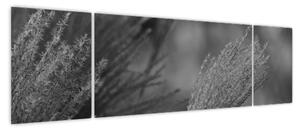 Obraz - Suszona trawa pampasowa (170x50 cm)