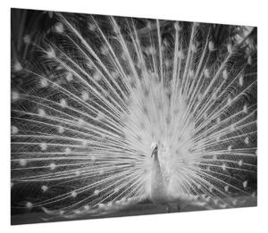 Obraz - Biały paw (70x50 cm)