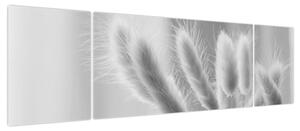 Obraz - Trawa z króliczym ogonkiem (170x50 cm)