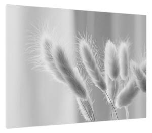 Obraz - Trawa z króliczym ogonkiem (70x50 cm)