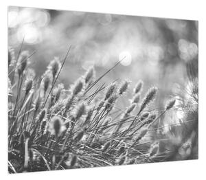 Obraz - Beżowa miękka trawa N⁰1 (70x50 cm)
