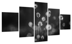 Obraz - Trawa bawełniana na łące (125x70 cm)