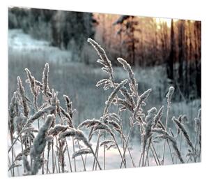 Obraz - Frozen Meadow (70x50 cm)