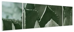 Obraz - Zielona agawa (170x50 cm)