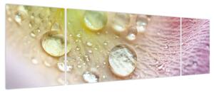 Obraz - Krople rosy (170x50 cm)