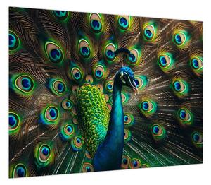 Obraz – Paw (70x50 cm)