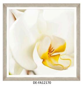 | SPRAWDŹ RABAT W KOSZYKU ! Obraz Orchid Bloom I 70x70 DE-FA12170 MINDTHEGAP DE-FA12170