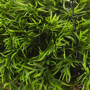 Wisząca sztuczna paprotka roślina zielona w jutowej doniczce 150 cm Fern Beliani