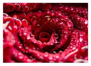 Obraz czerwonego kwiatu róży (70x50 cm)