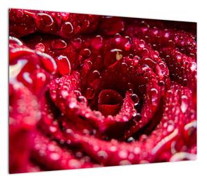 Obraz czerwonego kwiatu róży (70x50 cm)