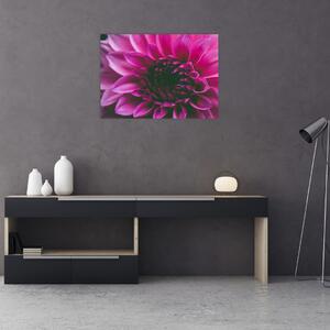 Obraz różowego kwiatu róży (70x50 cm)