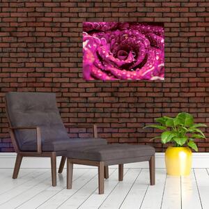 Obraz różowego kwiatu róży (70x50 cm)