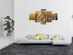 Obraz kota (125x70 cm)