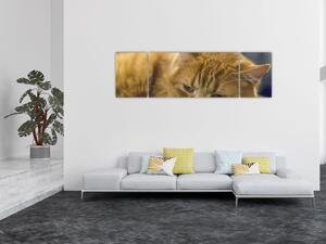 Obraz kota (170x50 cm)