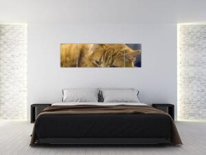 Obraz kota (170x50 cm)