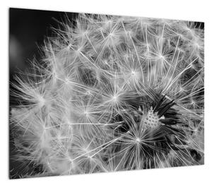 Obraz - nasiona dmuchawca (70x50 cm)