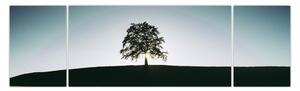 Obraz natury - drzewo (170x50 cm)