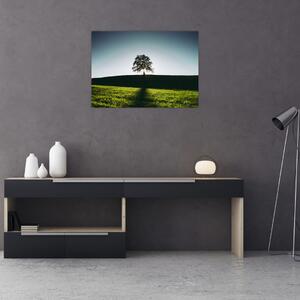 Obraz natury - drzewo (70x50 cm)