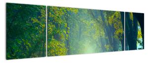 Obraz drogi wysadzanej drzewami (170x50 cm)