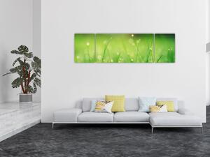 Obraz - rosa na trawie (170x50 cm)