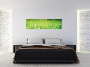 Obraz - rosa na trawie (170x50 cm)