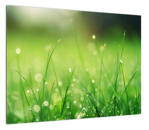 Obraz - rosa na trawie (70x50 cm)