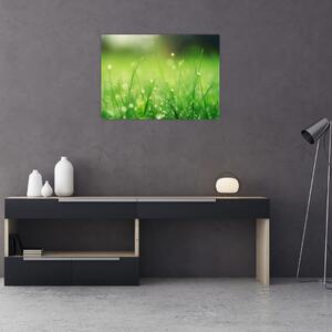 Obraz - rosa na trawie (70x50 cm)