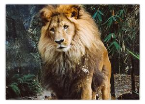 Obraz lwa w naturze (70x50 cm)