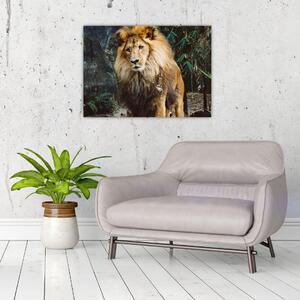Obraz lwa w naturze (70x50 cm)