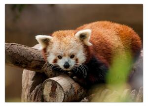 Obraz czerwonej pandy (70x50 cm)