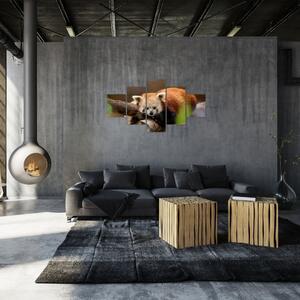 Obraz czerwonej pandy (125x70 cm)