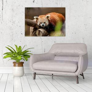 Obraz czerwonej pandy (70x50 cm)